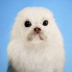 Meet your Posher, Annie